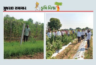 શાકભાજીની ખેતીમાં બુદ્ધિગમ્ય અભિગમનું પરિણામ : ઓછી જમીનમાં વધુ ઉત્પાદન