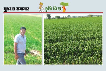 ઘઉંના ઓછા ઉત્પાદન છતાં ખર્ચમાં ઘટાડા સાથે આર્થિક આવકમાં નોંધપાત્ર વૃદ્ધિ