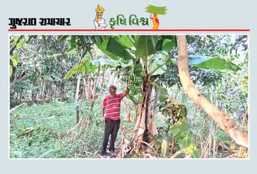 પરંપરાગત પાક છોડીને ફળ-ઔષધીય વનસ્પતિની ખેતી, 3 વીઘામાં પોષણક્ષમ આવક