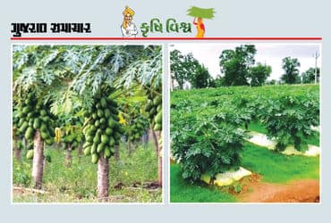 પપૈયાની ખેતી ભલે કરીએ પણ ઉતાવળે નહીં, ખેડૂતે જ મીઠાં મઘૂરાં પપૈયાનું વેચાણ કરવું રહ્યું